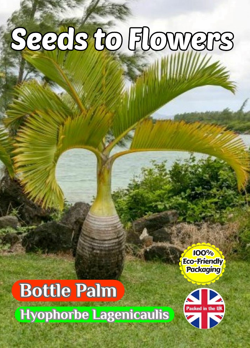 BOTTLE PALM - HYOPHORBE LAGENICAULIS - TROPICAL - COMPOSTABLE PACKET - 8 SEEDS