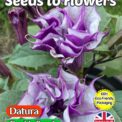 DATURA - DOUBLE PURPLE - EXOTIC TROPICAL - 18 BEST SEEDS - COMPOSTABLE PACKET