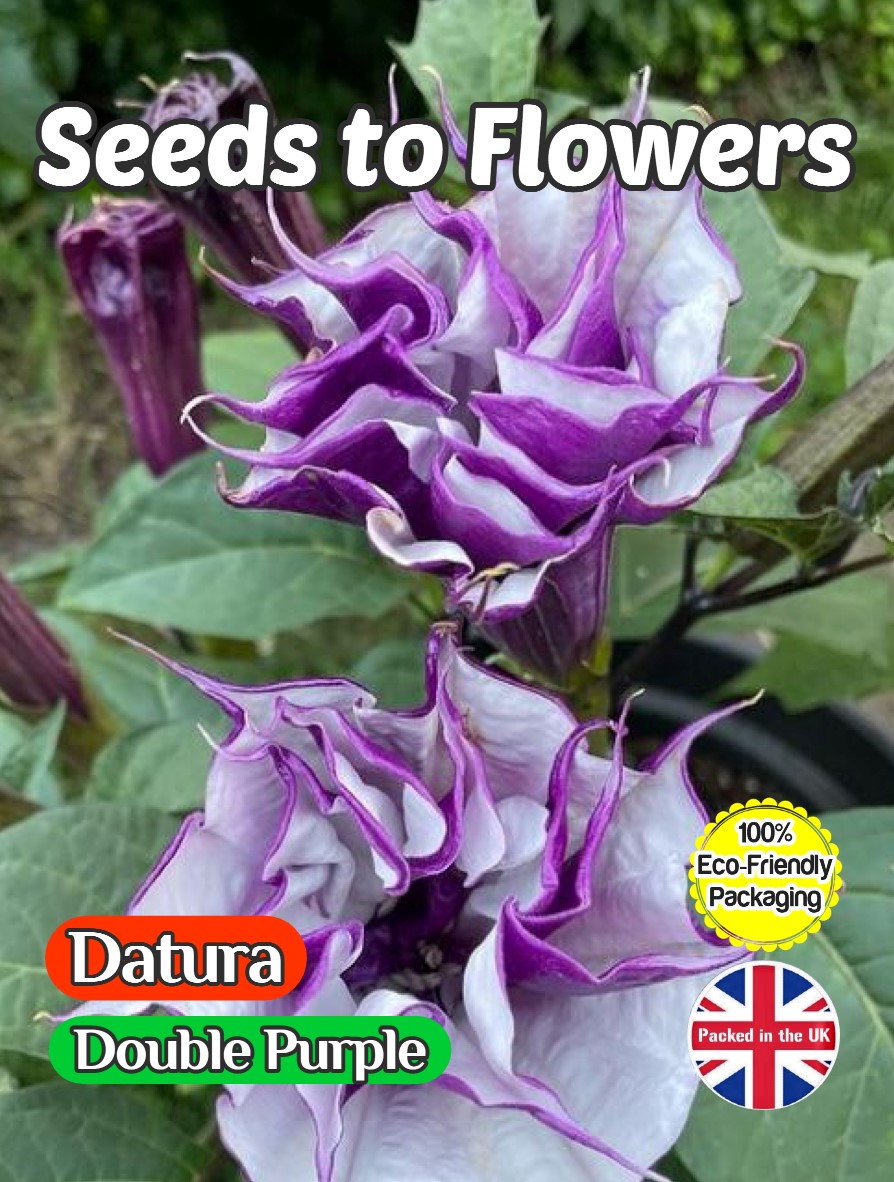 DATURA - DOUBLE PURPLE - EXOTIC TROPICAL - 18 BEST SEEDS - COMPOSTABLE PACKET