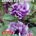 DATURA - DOUBLE PURPLE - EXOTIC TROPICAL - 15 BEST QUALITY SEEDS