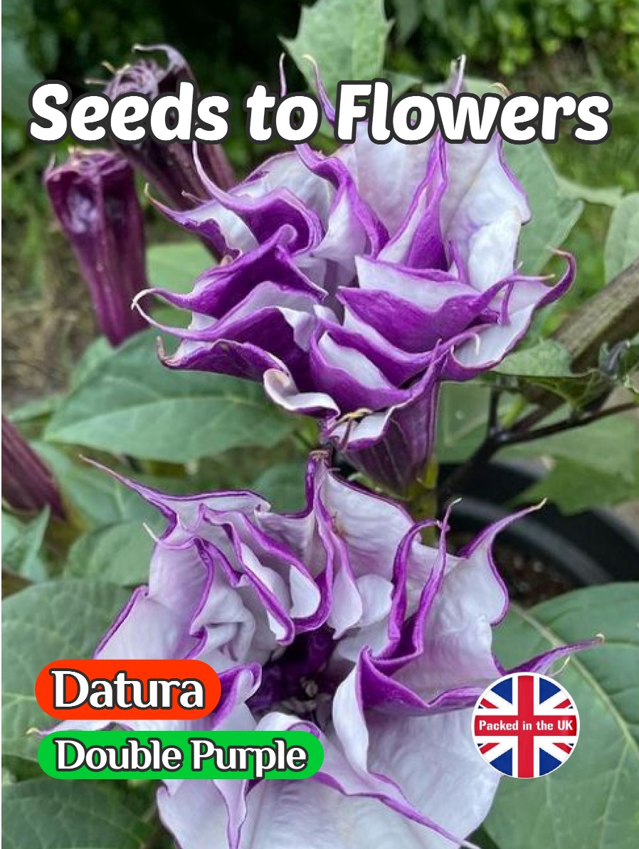 DATURA - DOUBLE PURPLE - EXOTIC TROPICAL - 15 BEST QUALITY SEEDS