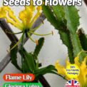 FLAME LILY- GLORIOSA LUTEA - EXOTIC CLIMBER -12 SEEDS FULLY COMPOSTABLE PACK