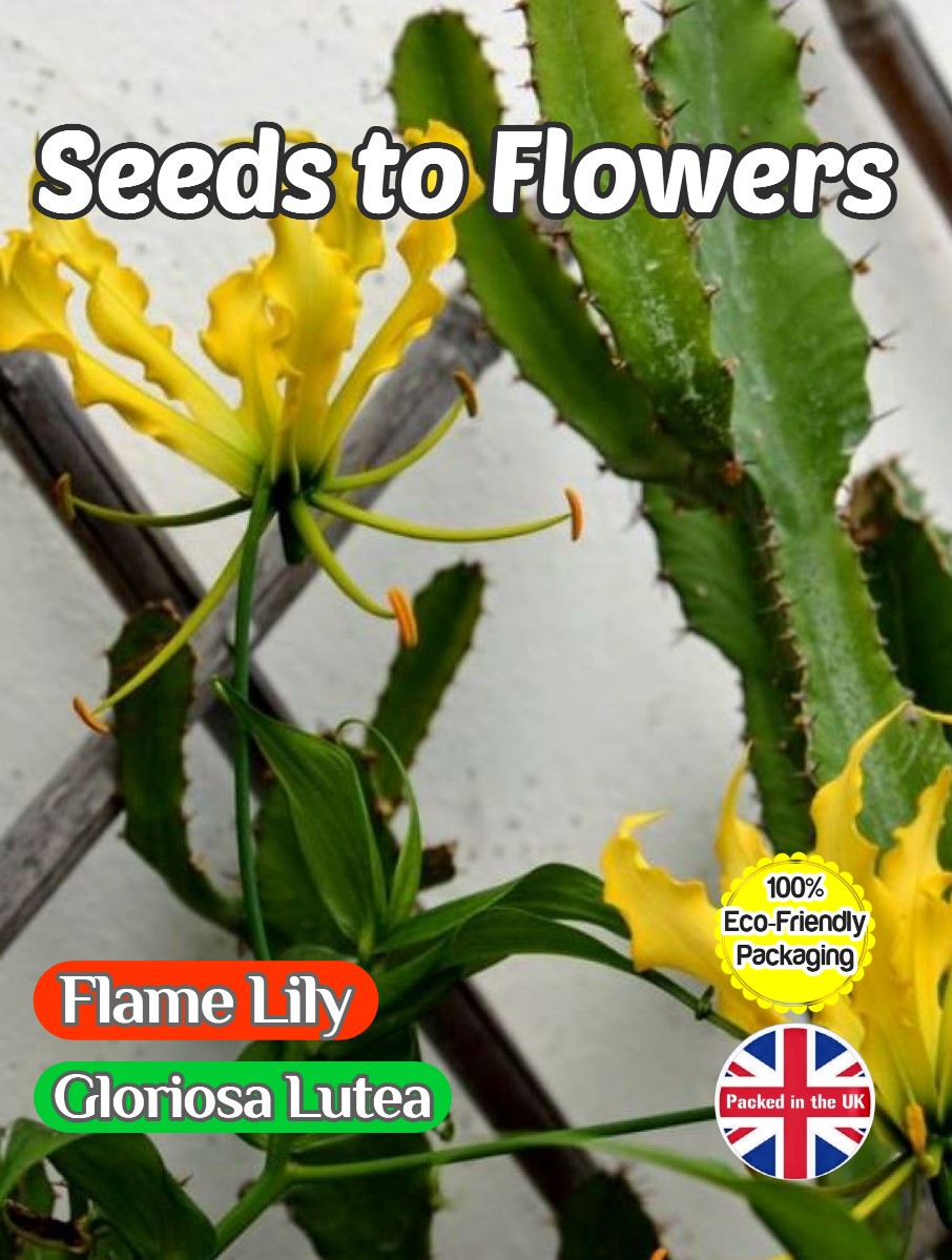 FLAME LILY- GLORIOSA LUTEA - EXOTIC CLIMBER -12 SEEDS FULLY COMPOSTABLE PACK