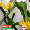 FLAME LILY- GLORIOSA LUTEA - EXOTIC CLIMBER -10 BEST QUALITY SEEDS