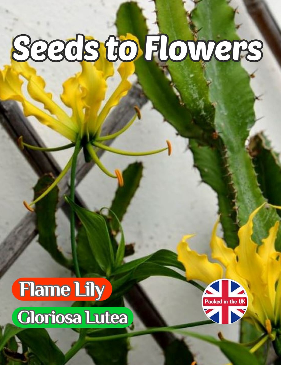 FLAME LILY- GLORIOSA LUTEA - EXOTIC CLIMBER -10 BEST QUALITY SEEDS