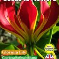 GLORIOSA LILY- GLORIOSA ROTHSCHILDIANA -CLIMBER -12 SEEDS FULLY COMPOSTABLE PACK