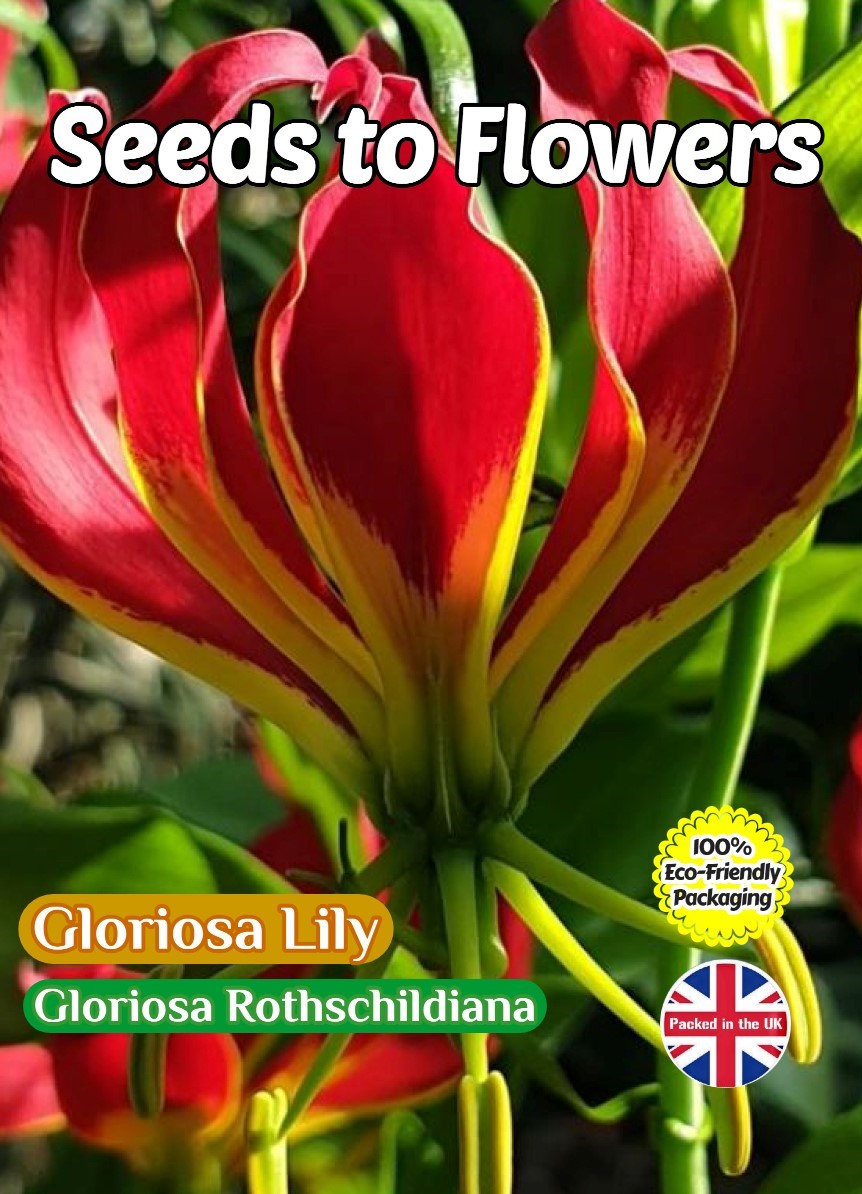 GLORIOSA LILY- GLORIOSA ROTHSCHILDIANA -CLIMBER -12 SEEDS FULLY COMPOSTABLE PACK
