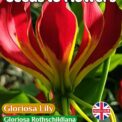 GLORIOSA LILY- GLORIOSA ROTHSCHILDIANA -CLIMBER -10 HIGH QUALITY SEEDS