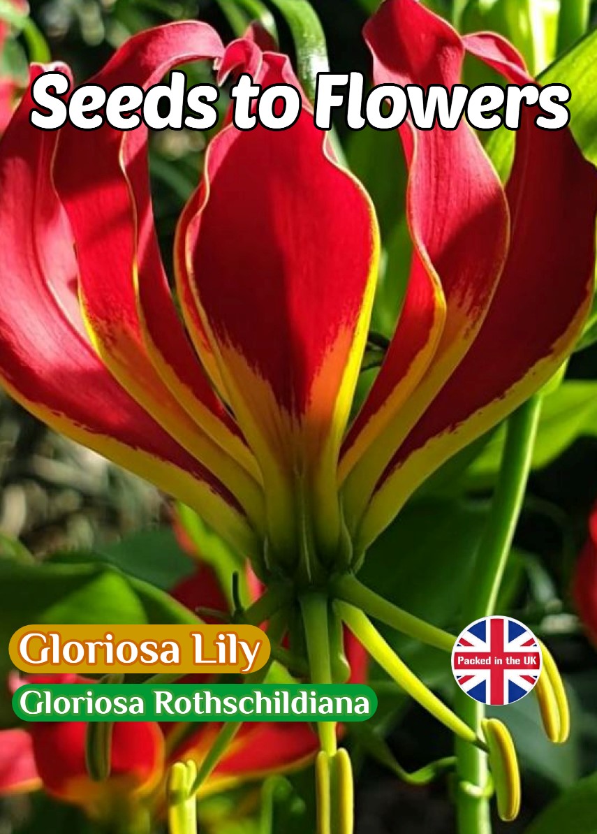 GLORIOSA LILY- GLORIOSA ROTHSCHILDIANA -CLIMBER -10 HIGH QUALITY SEEDS