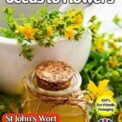 HYPERICUM PERFORATUM - ST JOHN'S WORT - 9000 BEST HERB SEEDS -COMPOSTABLE PACK