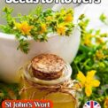 HYPERICUM PERFORATUM - ST JOHN'S WORT - 4500 BEST HERB SEEDS