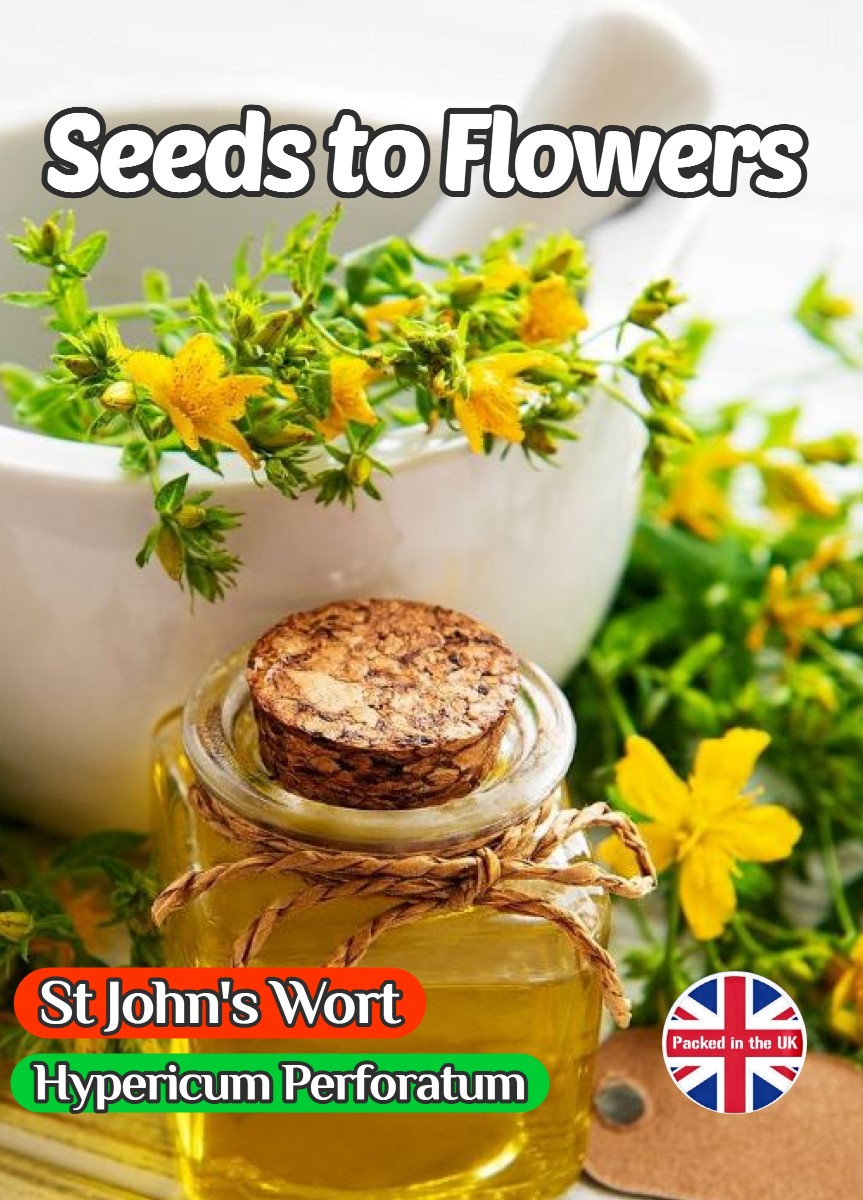 HYPERICUM PERFORATUM - ST JOHN'S WORT - 4500 BEST HERB SEEDS