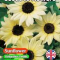 SUNFLOWER- HELIANTHUS DEBILIS - ICE CREAM - 100 HIGH QUALITY FLOWER SEEDS