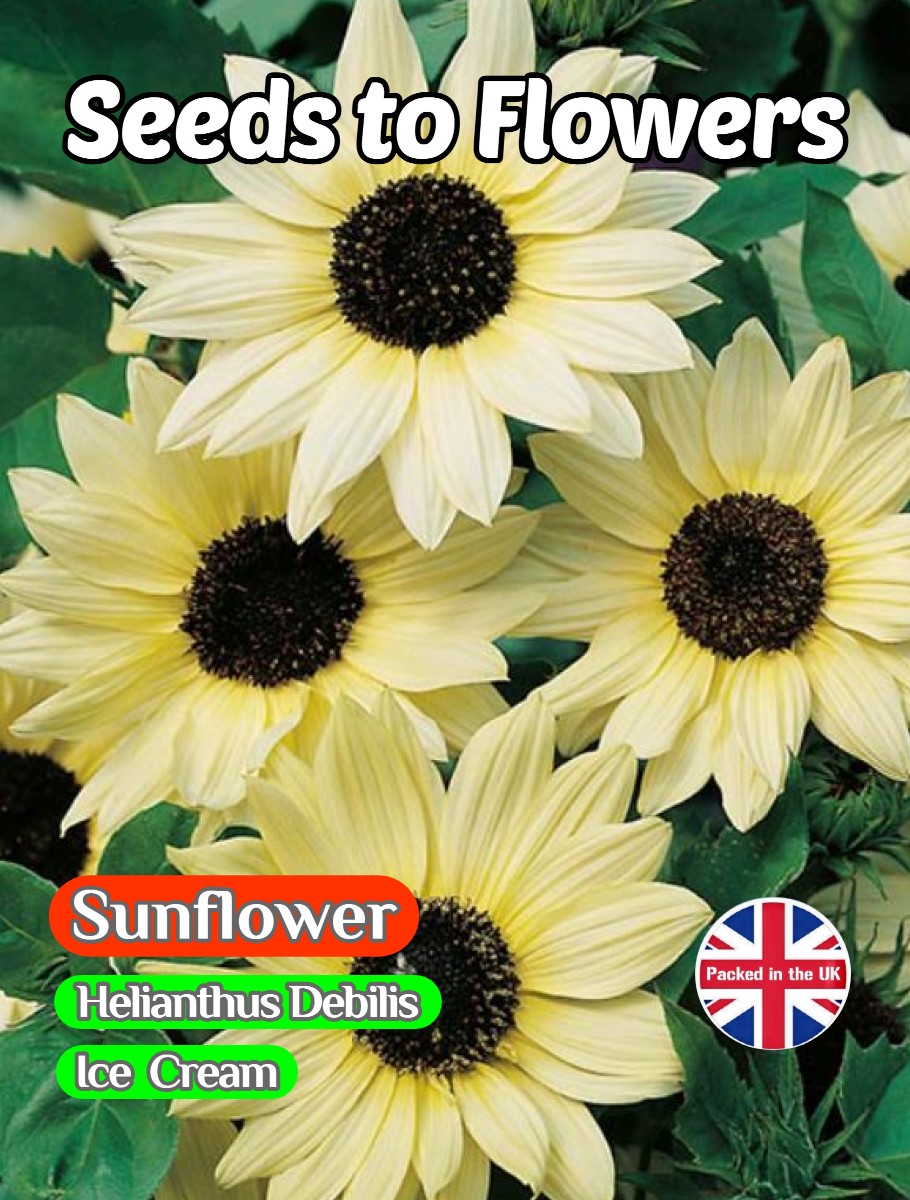 SUNFLOWER- HELIANTHUS DEBILIS - ICE CREAM - 100 HIGH QUALITY FLOWER SEEDS