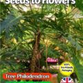 TREE PHILODENDRON SELLOUM EXOTIC TROPICAL - COMPOSTABLE PACKET - 8 QUALITY SEEDS