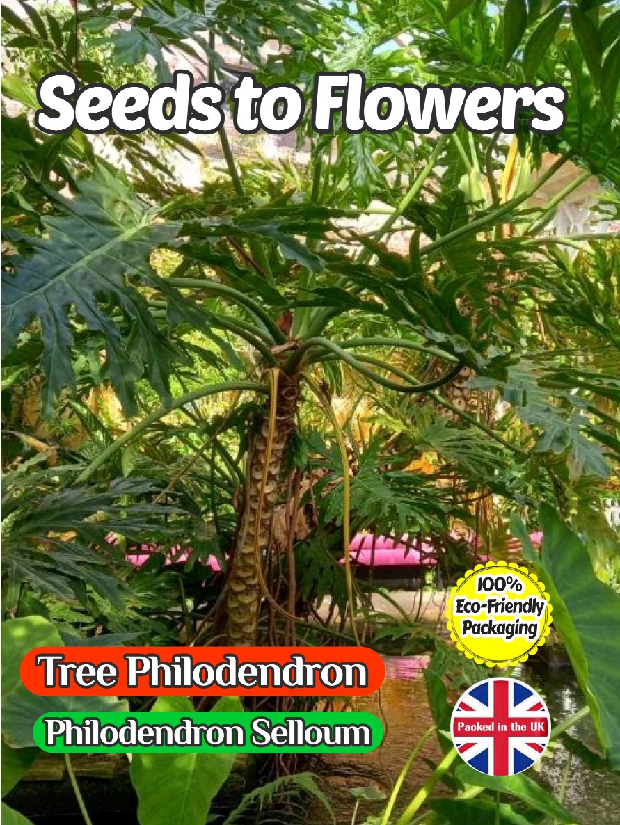 TREE PHILODENDRON SELLOUM EXOTIC TROPICAL - COMPOSTABLE PACKET - 8 QUALITY SEEDS