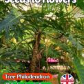 TREE PHILODENDRON SELLOUM EXOTIC TROPICAL PLANT- 6 BEST QUALITY SEEDS