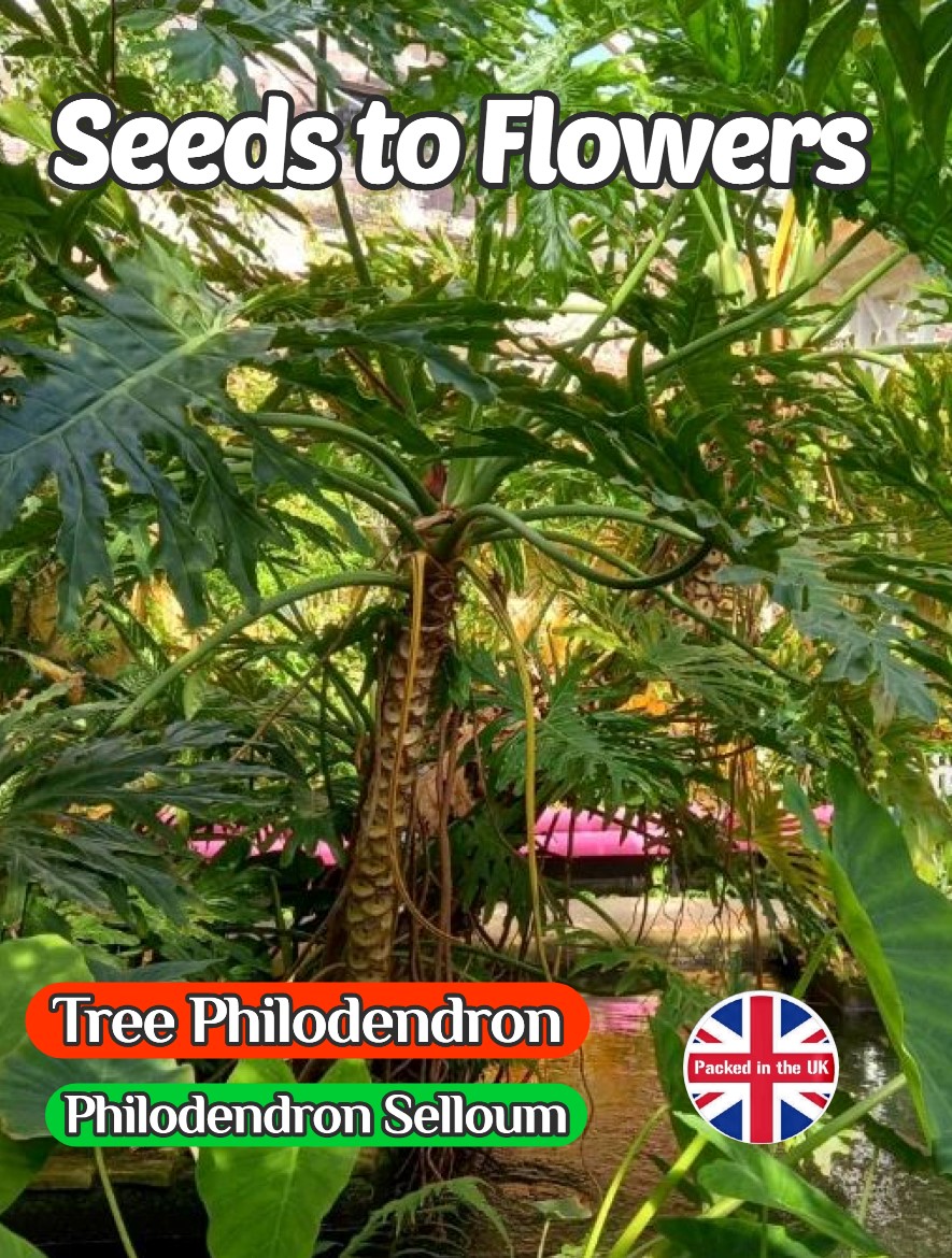 TREE PHILODENDRON SELLOUM EXOTIC TROPICAL PLANT- 6 BEST QUALITY SEEDS