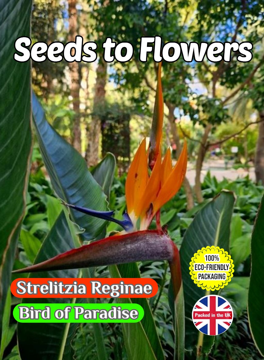 STRELITZIA REGINAE - BIRD OF PARADISE - EXOTIC TROPICAL PLANT - 6 BEST QUALITY SEEDS FULLY COMPOSTABLE PACKET