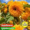 SUNFLOWER - DWARF DOUBLE - TEDDY BEAR - 135 FLOWER SEEDS - COMPOSTABLE PACKET