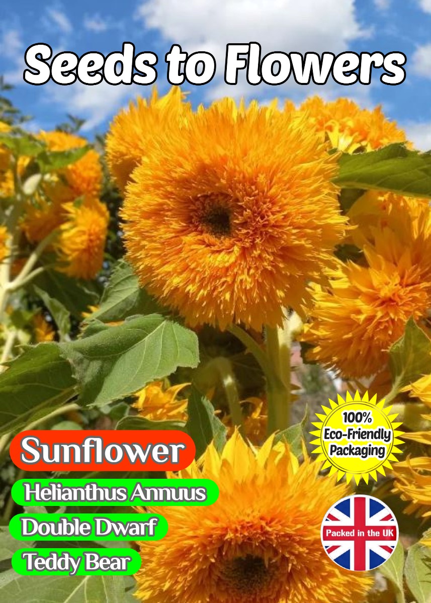 SUNFLOWER - DWARF DOUBLE - TEDDY BEAR - 135 FLOWER SEEDS - COMPOSTABLE PACKET
