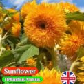 SUNFLOWER - DWARF DOUBLE - TEDDY BEAR - 90 BEST FLOWER SEEDS