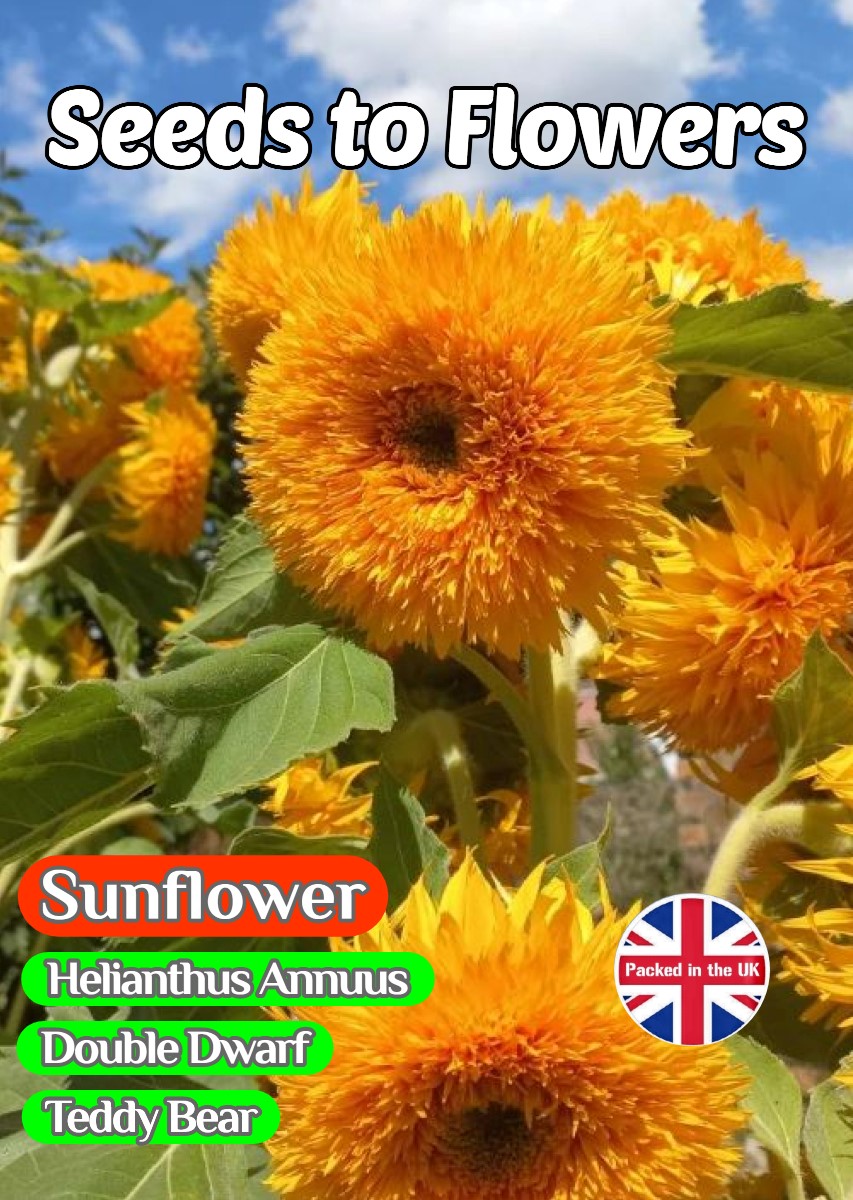 SUNFLOWER - DWARF DOUBLE - TEDDY BEAR - 90 BEST FLOWER SEEDS
