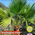 WASHINGTON PALM WASHINGTONIA FILIFERA EXOTIC TROPICAL 10 SEEDS FULLY COMPOSTABLE PACKET