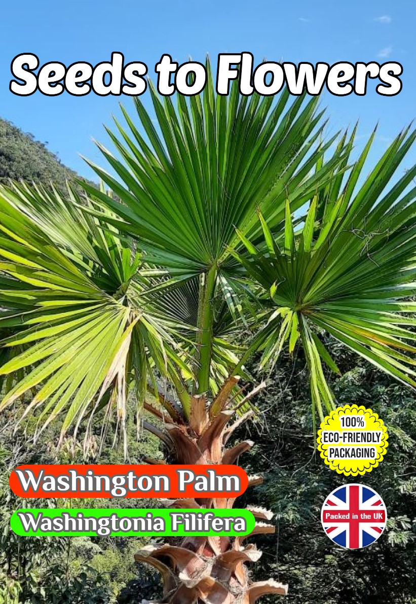 WASHINGTON PALM WASHINGTONIA FILIFERA EXOTIC TROPICAL 10 SEEDS FULLY COMPOSTABLE PACKET