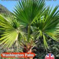WASHINGTON PALM WASHINGTONIA FILIFERA EXOTIC TROPICAL 8 BEST QUALITY SEEDS