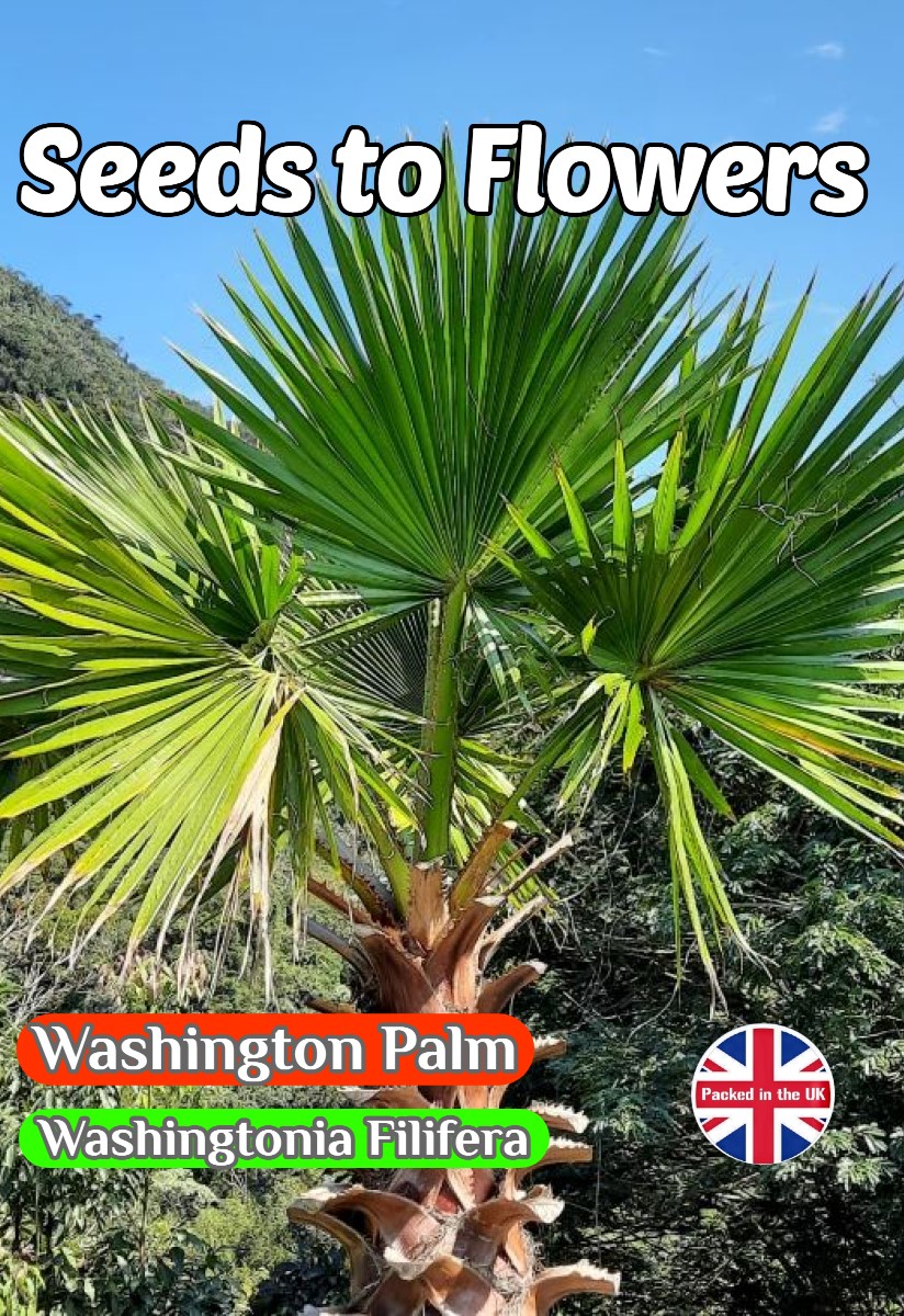 WASHINGTON PALM WASHINGTONIA FILIFERA EXOTIC TROPICAL 8 BEST QUALITY SEEDS