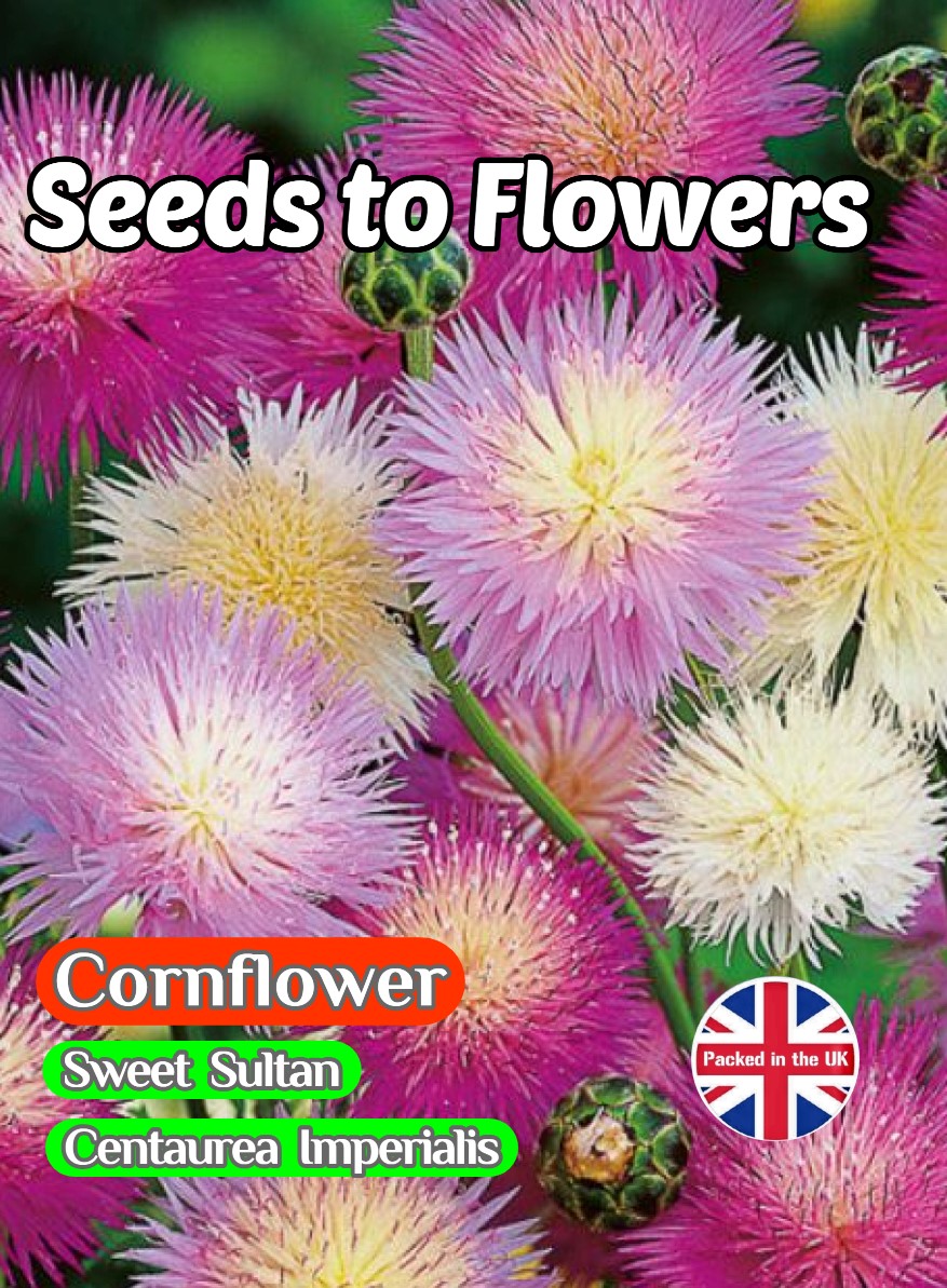 CORNFLOWER - CENTAUREA IMPERIALIS SWEET SULTAN MIXED 400 FLOWER SEEDS