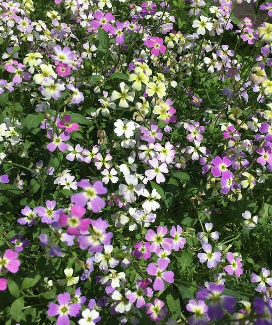 VIRGINIAN STOCK- MALCOLMIA MARITIMA - 1745 HIGH QUALITY FLOWER SEEDS