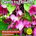 RHODOCHITON - ATROSANGUINEUS - PURPLE BELLS - ANNUAL CLIMBER - 13 FLOWER SEEDS -FULLY COMPOSTABLE PACKET