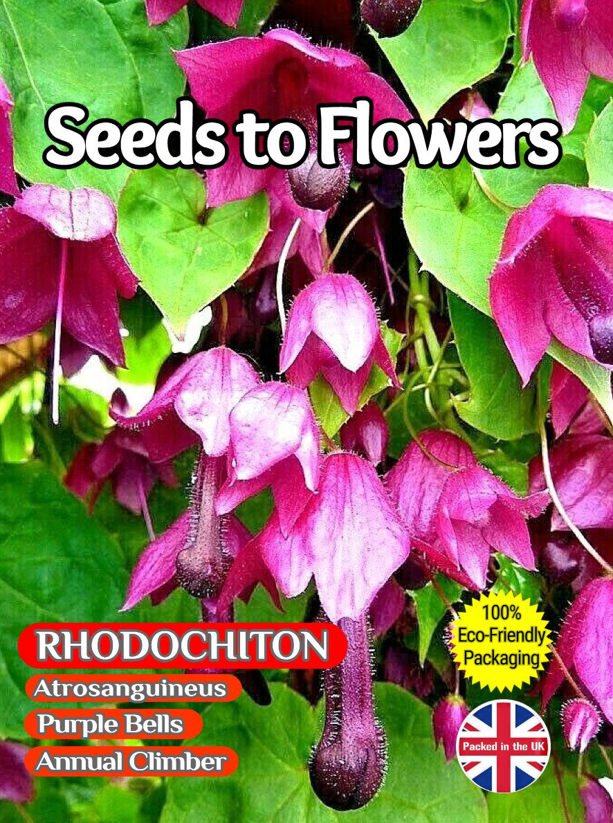 RHODOCHITON - ATROSANGUINEUS - PURPLE BELLS - ANNUAL CLIMBER - 13 FLOWER SEEDS -FULLY COMPOSTABLE PACKET