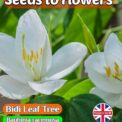 BIDI LEAF TREE- FLOWERING SHRUB - BAUHINIA RACEMOSA - TROPICAL EXOTIC - 10 BEST QUALITY SEEDS