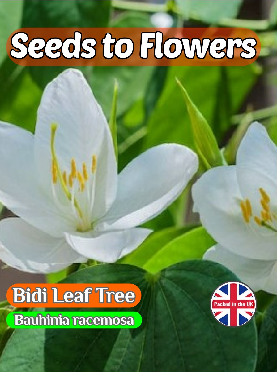 BIDI LEAF TREE- FLOWERING SHRUB - BAUHINIA RACEMOSA - TROPICAL EXOTIC - 10 BEST QUALITY SEEDS
