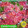 CASSIA GRANDIS CORAL SHOWER FLOWERING TREE TROPICAL EXOTIC BIODEGRADABLE PACK 10 BEST SEEDS