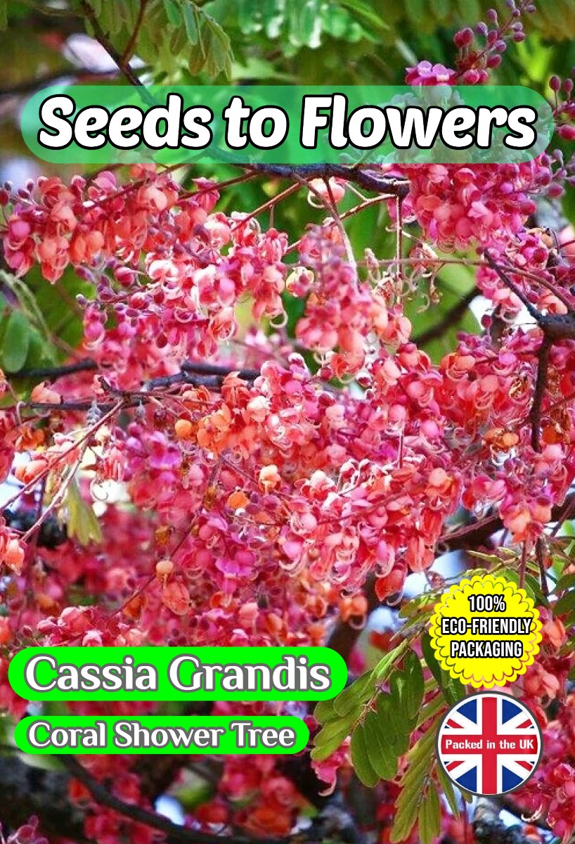 CASSIA GRANDIS CORAL SHOWER FLOWERING TREE TROPICAL EXOTIC BIODEGRADABLE PACK 10 BEST SEEDS