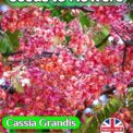 CASSIA GRANDIS CORAL SHOWER FLOWERING TREE TROPICAL EXOTIC 5 BEST QUALITY SEEDS