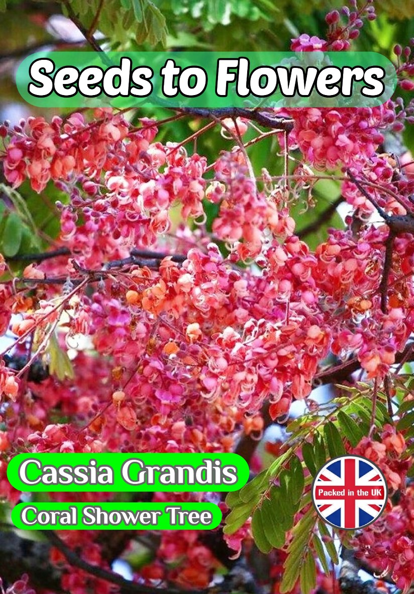 CASSIA GRANDIS CORAL SHOWER FLOWERING TREE TROPICAL EXOTIC 5 BEST QUALITY SEEDS