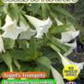 ANGEL'S TRUMPETS BRUGMANSIA SUAVEOLENS - WHITE - 13 BEST SEEDS - COMPOSTABLE PACKET