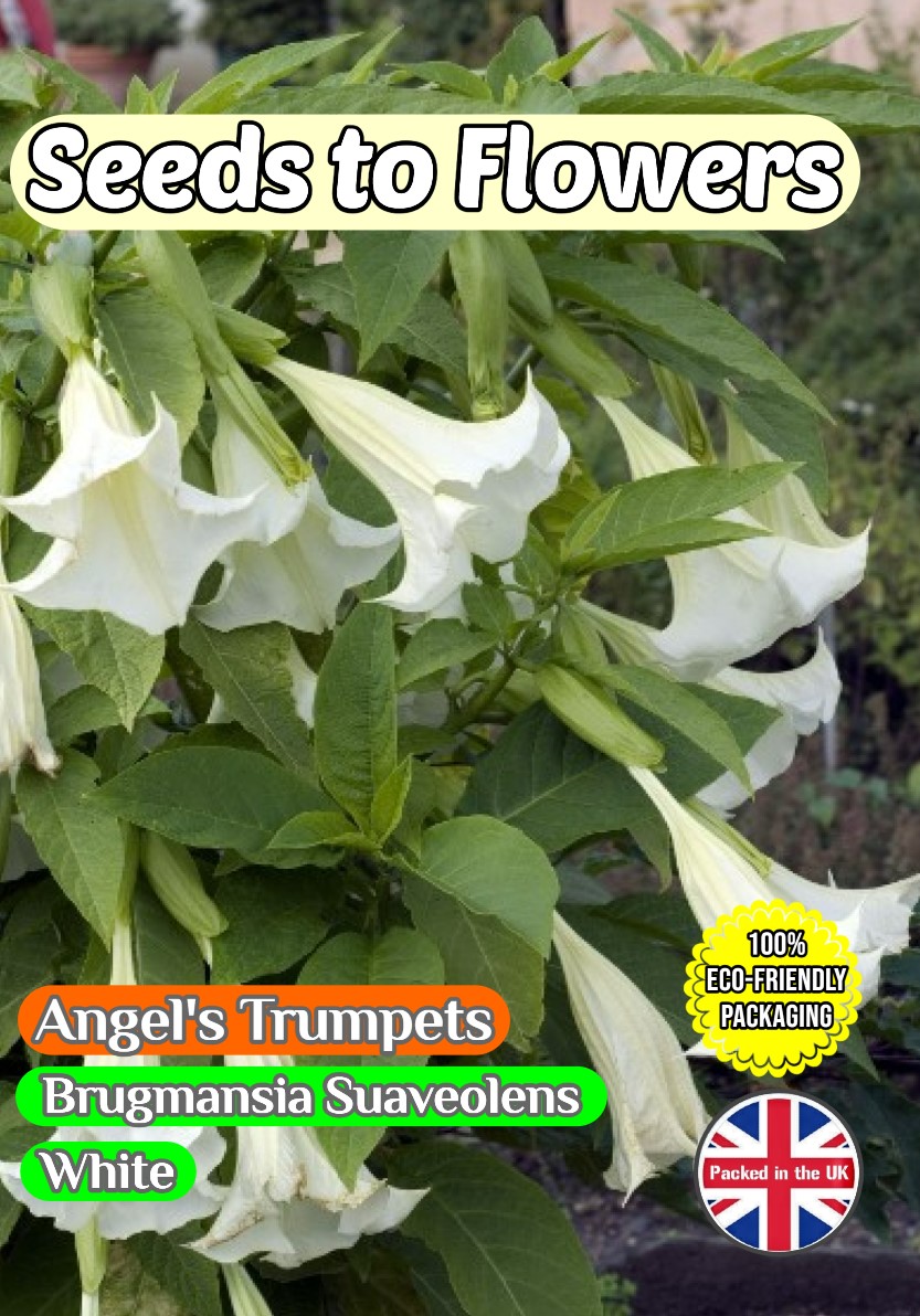 ANGEL'S TRUMPETS BRUGMANSIA SUAVEOLENS - WHITE - 13 BEST SEEDS - COMPOSTABLE PACKET