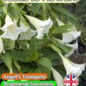 ANGEL'S TRUMPETS BRUGMANSIA SUAVEOLENS - WHITE - TROPICAL - 10 BEST QUALITY SEEDS