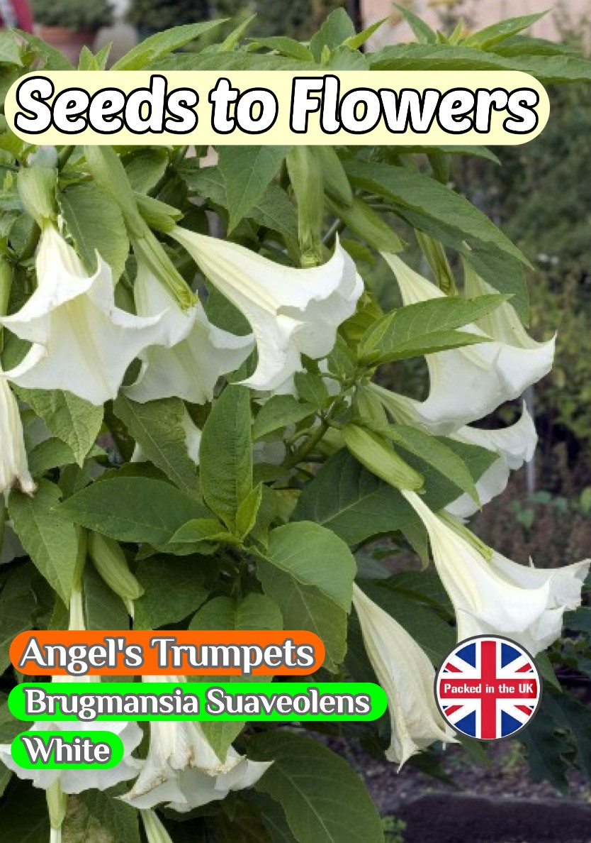 ANGEL'S TRUMPETS BRUGMANSIA SUAVEOLENS - WHITE - TROPICAL - 10 BEST QUALITY SEEDS