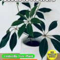 TUPIDANTHUS CALYPTRATUS - UMBRELLA TREE - HOUSEPLANT -11 SEEDS - COMPOSTABLE PACKET