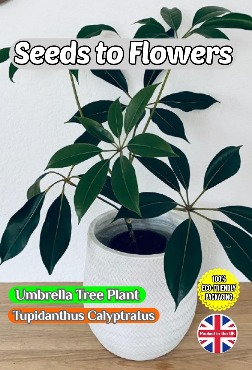 TUPIDANTHUS CALYPTRATUS - UMBRELLA TREE - HOUSEPLANT -11 SEEDS - COMPOSTABLE PACKET
