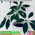 TUPIDANTHUS CALYPTRATUS - UMBRELLA TREE - HOUSEPLANT -8 BEST QUALITY SEEDS