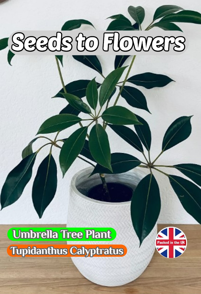 TUPIDANTHUS CALYPTRATUS - UMBRELLA TREE - HOUSEPLANT -8 BEST QUALITY SEEDS