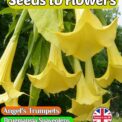 ANGEL'S TRUMPETS BRUGMANSIA SUAVEOLENS - YELLOW - TROPICAL - 13 BEST QUALITY SEEDS